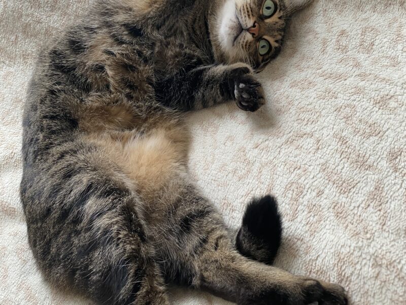 Zaginęła Kotka Coco