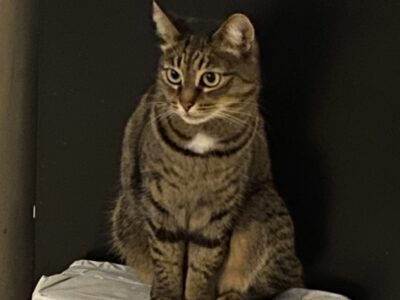 Zaginęła Kotka Coco