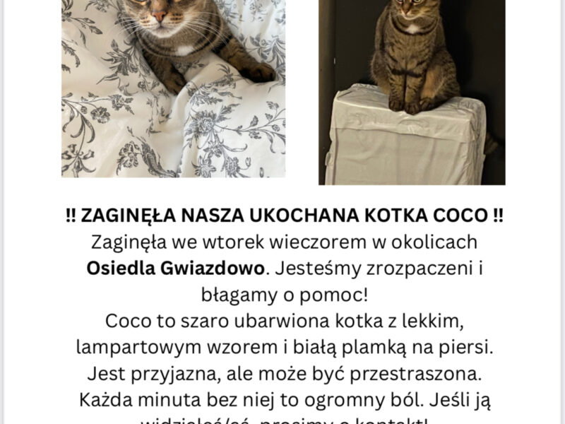 Zaginęła Kotka Coco