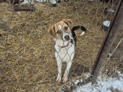 Zaginęła Sunia Walentyna
