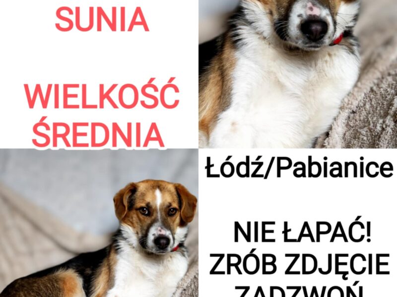 Zaginęła Sunia Walentyna