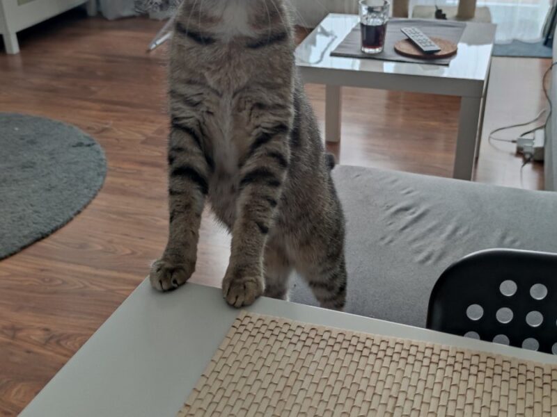 ZAGINĘŁA KOTKA KIRA !