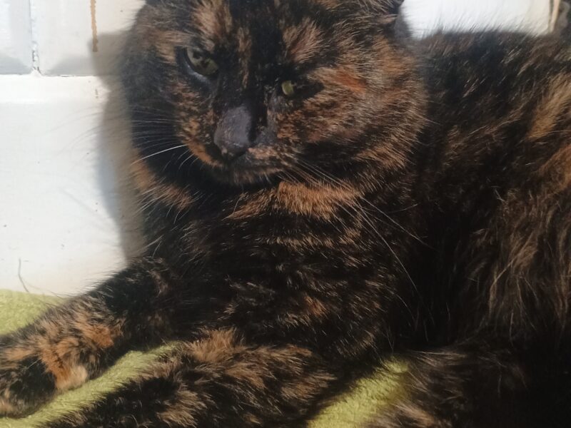 Kotka Tina ODNALEZIONA ❣️❣️❣️