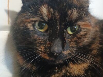 Kotka Tina ODNALEZIONA ❣️❣️❣️