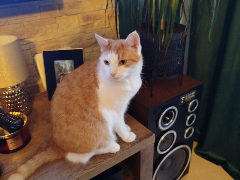 Zaginął kotek Bartek