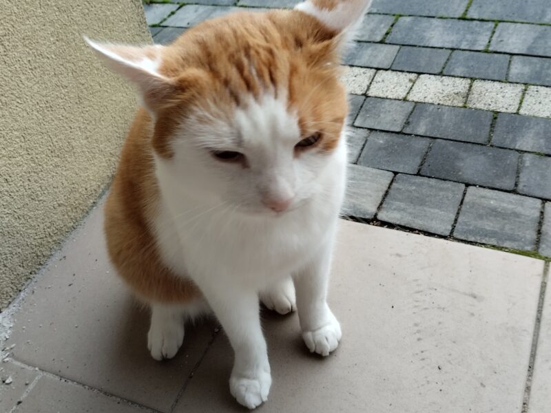 Zaginął kotek Bartek