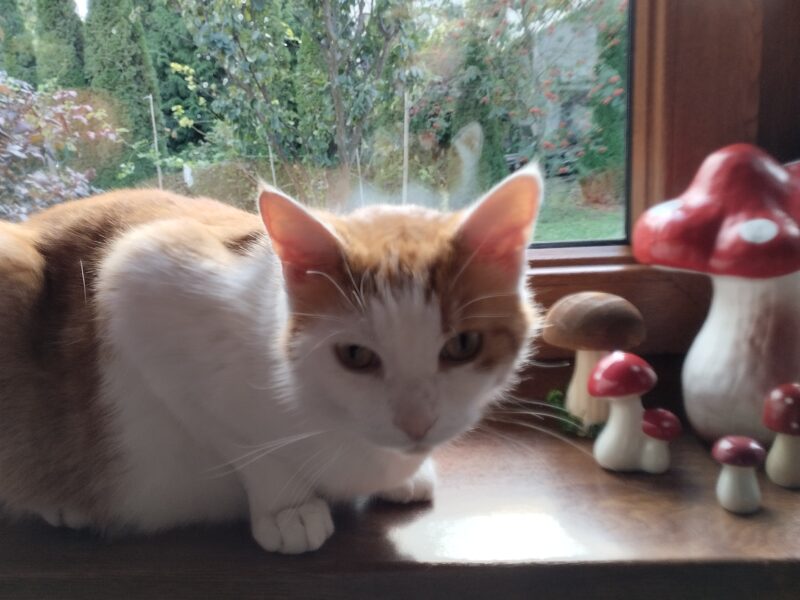 Zaginął kotek Bartek