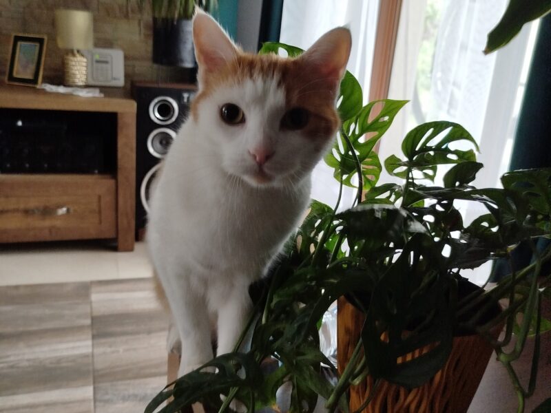 Zaginął kotek Bartek