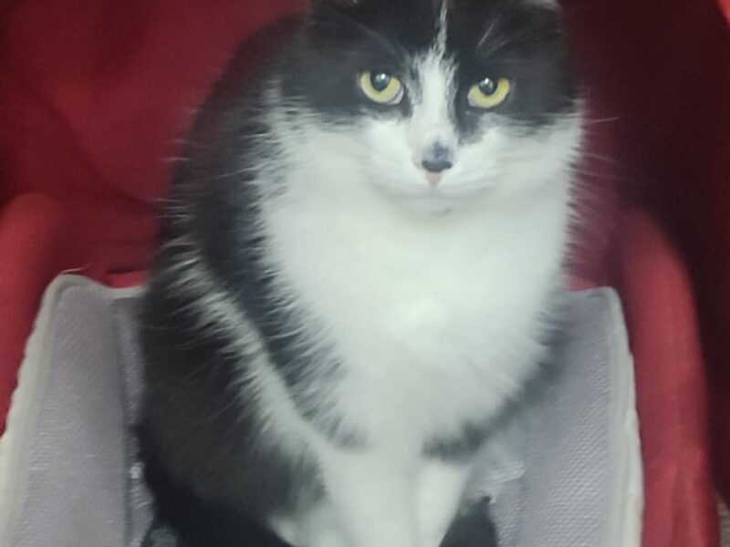 Zaginął kotek Leśnik