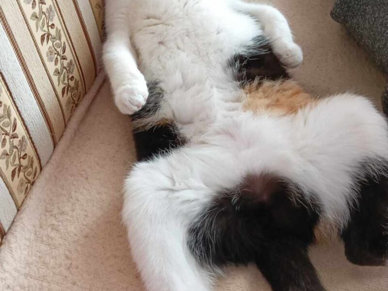 Zaginęła Florka młoda drobna kotka