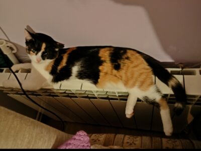 Zaginęła Florka młoda drobna kotka