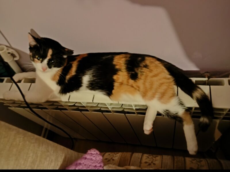 Zaginęła Florka młoda drobna kotka