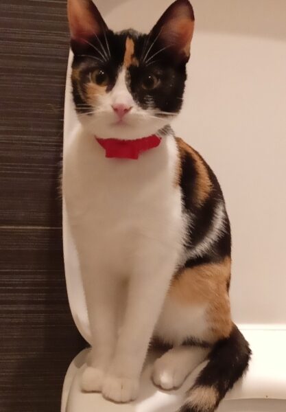 Zaginęła Florka młoda drobna kotka