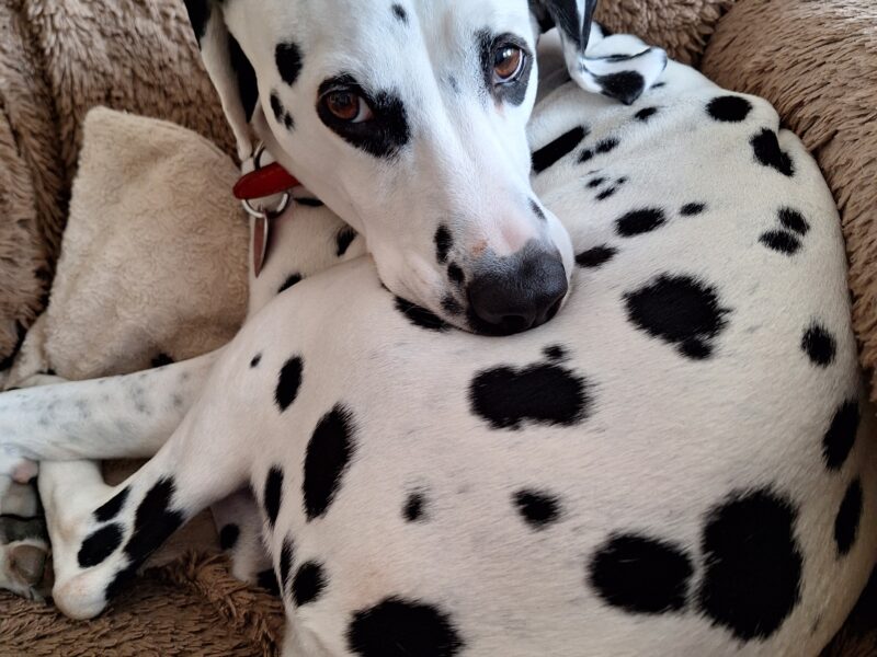 Zaginęła suczka rasy dalmatyńczyk