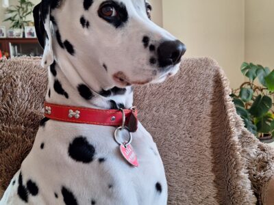 Zaginęła suczka rasy dalmatyńczyk