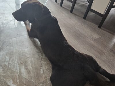 Zaginął czekoladowy Lablador