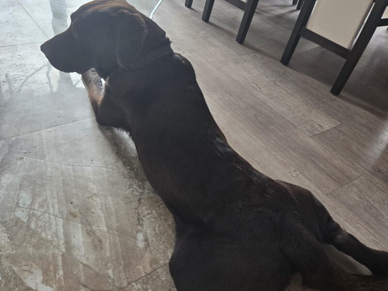 Zaginął czekoladowy Lablador