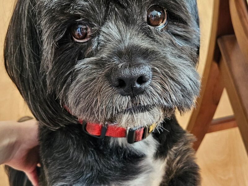 Zaginął piesek Lincoln