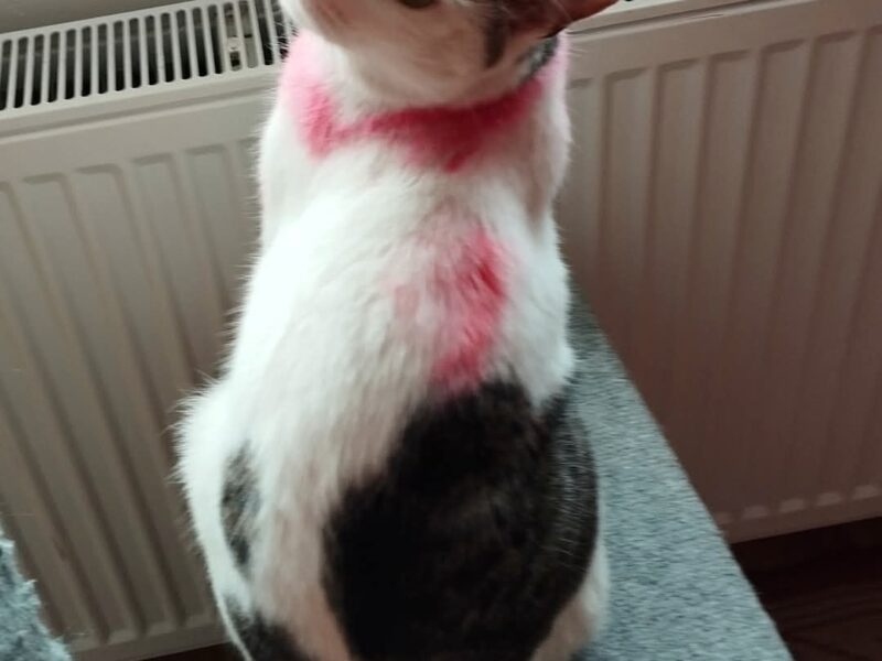 Zaginął kocurek Feliś