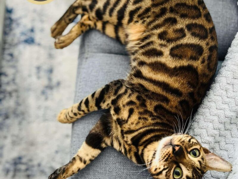 Zaginęła kotka Inka