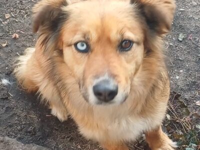 Lubań rejon Księginki zaginęła sunia