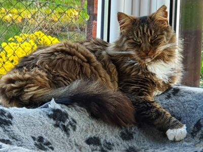 Zaginęła Kotka Rysia Czeka Nagroda!