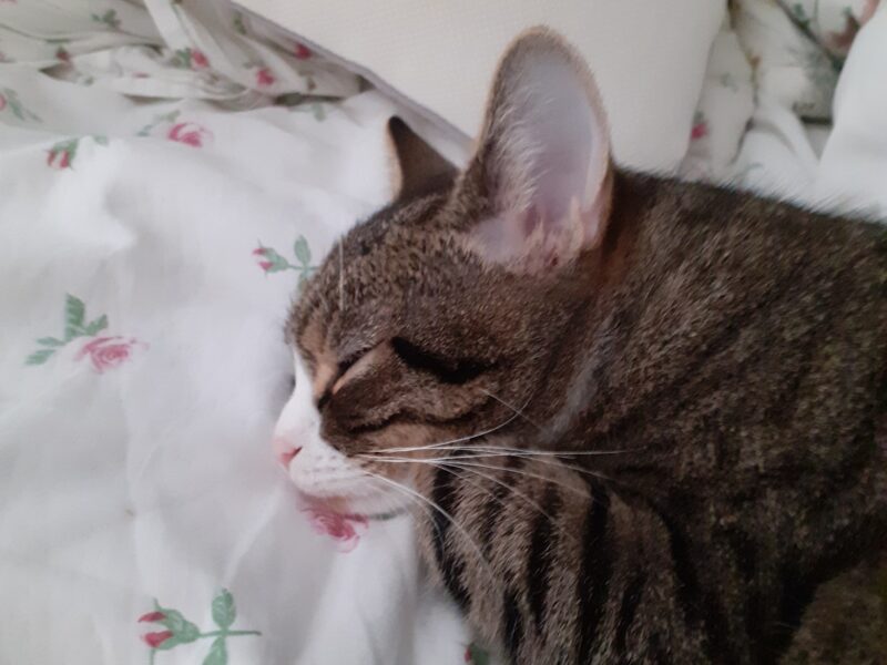 Zaginęła kotka Emma