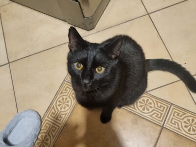 POZNAŃ Zaginął kot Salem