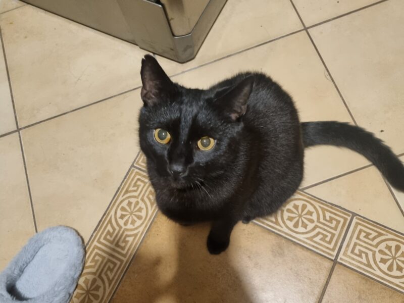 POZNAŃ Zaginął kot Salem