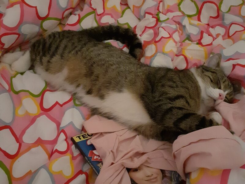 Zaginęła kotka Emma