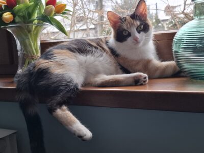 Zaginęła kotka Matyldzia