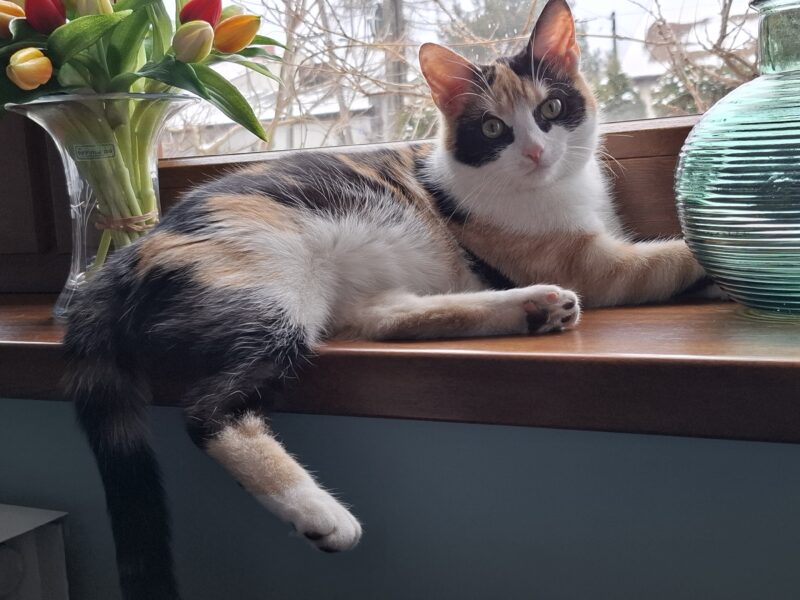 Zaginęła kotka Matyldzia