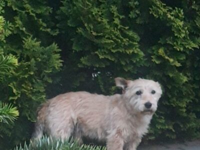 Zaginął piesek DYZIO