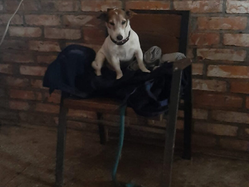 Zaginął Jack Russell Terier