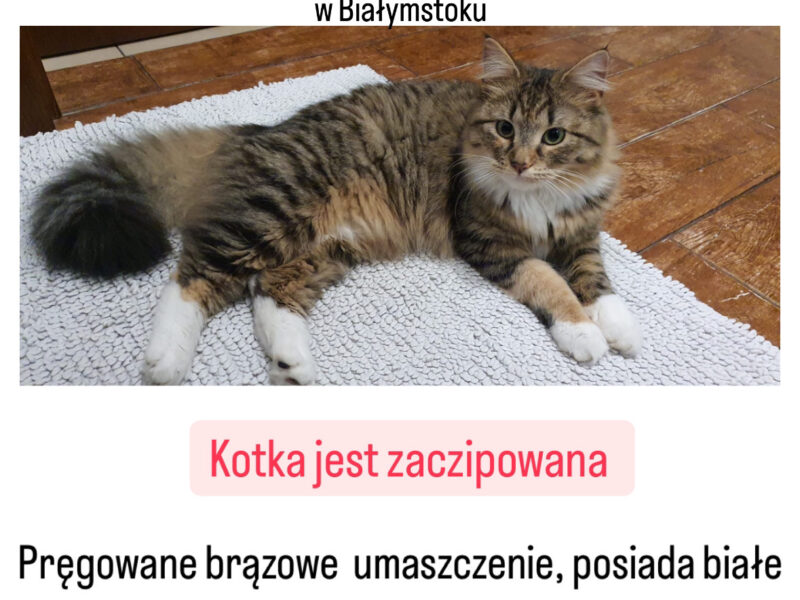 Zaginęła Kotka w Białymstoku