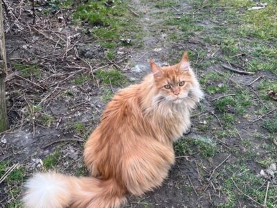 Zaginęła kotka Fiona