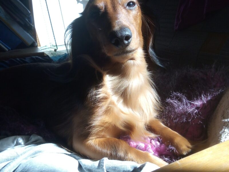 Zaginął piesek Tofik