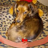 Zaginął piesek Tofik