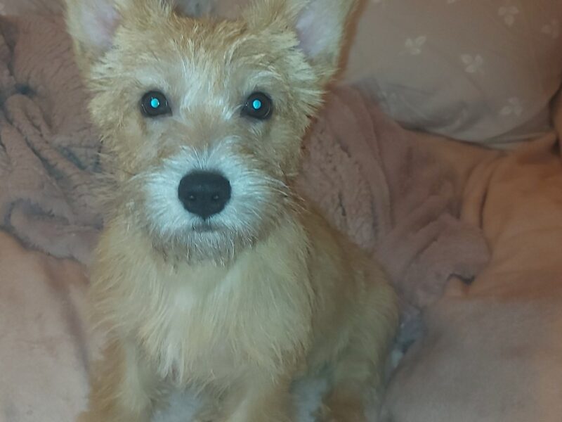 Zaginęła sunia Molly