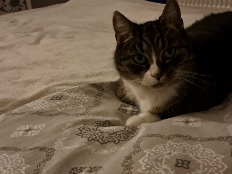 ZAGINĘŁA KOTKA! NAGRODA ZA ZNALEZIENIE