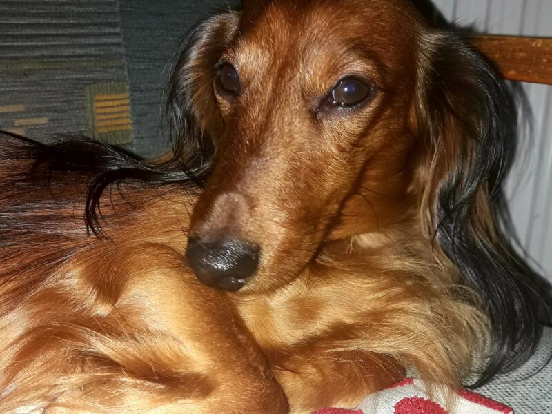 Zaginął piesek Tofik