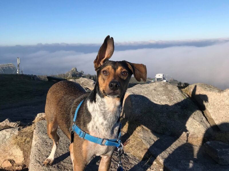 Zaginął pies Bazyl