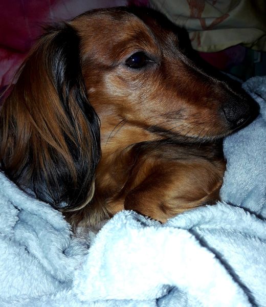 Zaginął piesek Tofik