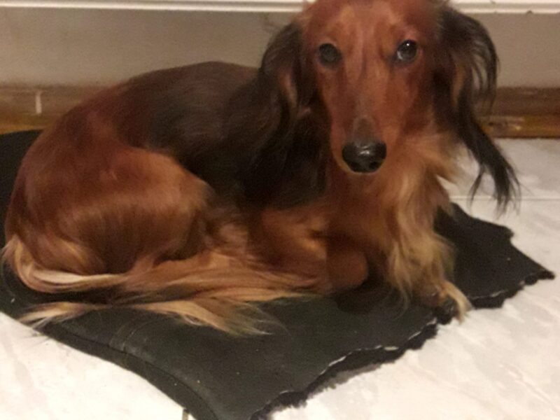 Zaginął piesek Tofik