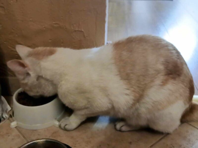 Zaginął kotek Lutek