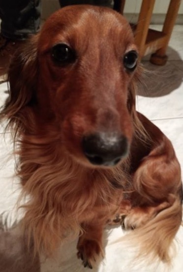 Zaginął piesek Tofik