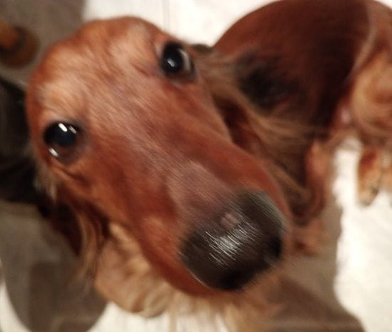 Zaginął piesek Tofik