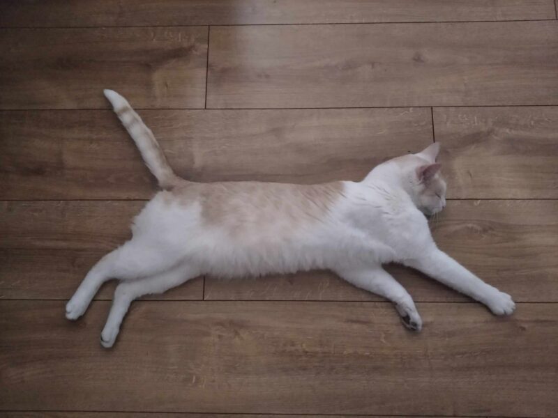 Zaginął kotek Lutek