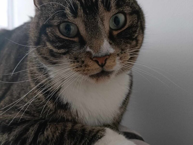 Zaginął 5 letni kocurek - Rumia ul. Poznańska