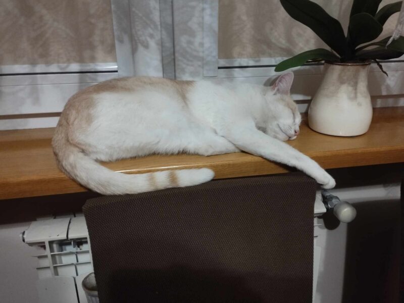 Zaginął kotek Lutek